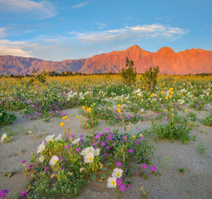 Tim Fitzharris - Desert Sand Verbena, Desert Sunflower, and Desert Lily flowers in spring bloom, Anza-Borrego Desert State Park, California