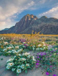 Tim Fitzharris - Desert Sand Verbena, Desert Sunflower, and Desert Lily flowers in spring bloom, Anza-Borrego Desert State Park, California