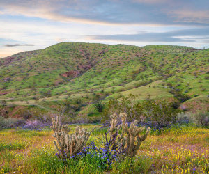 Tim Fitzharris - Desert Bluebell flowers and Teddy Bear Cholla cacti in spring, Anza-Borrego Desert State Park, California