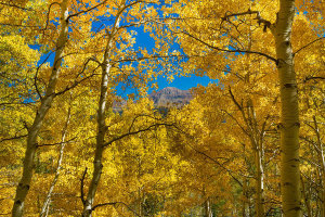 Tim Fitzharris - Quaking Aspen forest in fall, Kebler Pass, Colorado