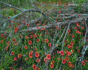 Tim Fitzharris - Indian Blanket flowers and dead Juniper tree, Inks Lake State Park, Texas