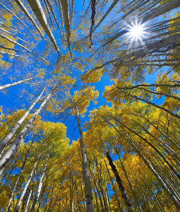 Tim Fitzharris - Quaking Aspen forest in fall, Kebler Pass, Colorado