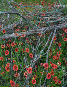 Tim Fitzharris - Indian Blanket flowers and dead Juniper tree, Inks Lake State Park, Texas