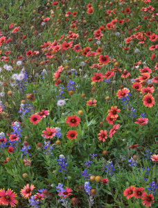 Tim Fitzharris - Indian Blanket and Lupine flowers, Inks Lake State Park, Texas