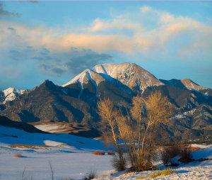 Tim Fitzharris - Cottonwood trees in winter, Mount Herard, Great Sand Dunes National Park, Colorado