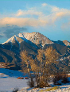 Tim Fitzharris - Cottonwood trees in winter, Mount Herard, Great Sand Dunes National Park, Colorado