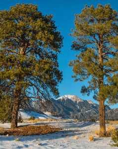 Tim Fitzharris - Ponderosa Pine trees and Mount Herard, Great Sand Dunes National Park, Colorado