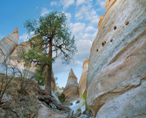 Tim Fitzharris - Ponderosa Pine tree in slot canyon, Kasha-Katuwe Tent Rocks National Monument, New Mexico