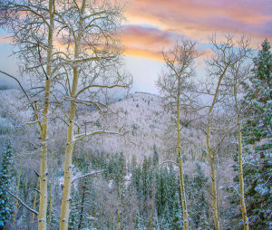 Tim Fitzharris - Quaking Aspen trees in winter, Aspen Vista, Santa Fe National Forest, New Mexico