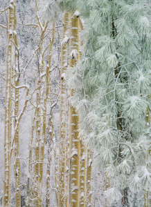 Tim Fitzharris - Quaking Aspen and Ponderosa Pine trees in winter, Santa Fe National Forest, New Mexico