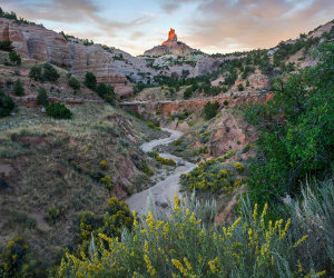 Tim Fitzharris - Chamisa flowering in canyon, Church Rock, Red Rock State Park, New Mexico