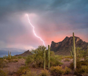 Tim Fitzharris - Saguaro cacti with lightning over peak in desert, Picacho Peak State Park, Arizona