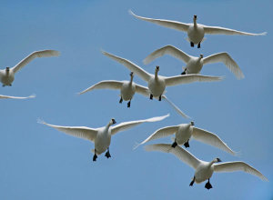 Tim Fitzharris - Trumpeter Swan group flying, Magness Lake, Arkansas