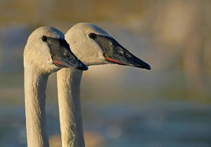 Tim Fitzharris - Trumpeter Swan pair, Magness Lake, Arkansas