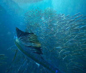 Tim Fitzharris - Atlantic Sailfish hunting Round Sardinella school, Isla Mujeres, Mexico