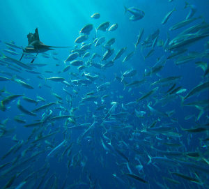 Tim Fitzharris - Atlantic Sailfish hunting Round Sardinella school, Isla Mujeres, Mexico