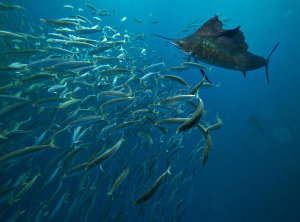 Tim Fitzharris - Atlantic Sailfish hunting Round Sardinella school, Isla Mujeres, Mexico