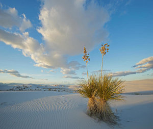 Tim Fitzharris - Agave in desert, White Sands National Monument, New Mexico