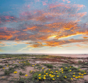 Tim Fitzharris - Beach Primrose flowering, Bolivar Flats, Texas