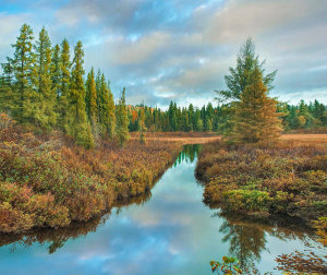 Tim Fitzharris - Bog, White River, Ontario, Canada