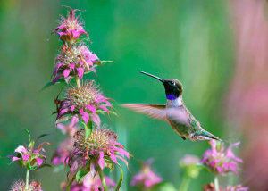 Tim Fitzharris - Black-chinned Hummingbird feeding on flower nectar, New Mexico