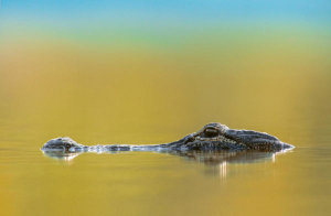 Tim Fitzharris - American Alligator