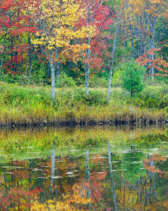 Tim Fitzharris - Autumn trees along Northeast Creek, Mount Desert Island, Maine