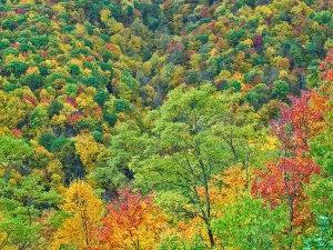 Tim Fitzharris - Autumn folliage, Steestachee Bald Overlook, Blue Ridge Parkway, North Carolina