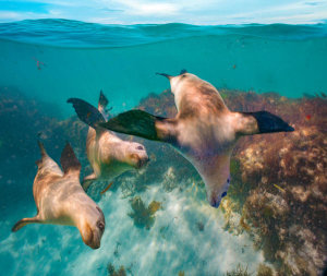 Tim Fitzharris - Australian Sea Lion trio, Coral Coast, Australia