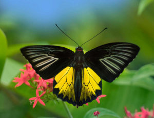 Tim Fitzharris - Birdwing Butterfly showing aposematic coloration, Philippines