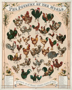 L. Prang and Co. - The poultry of the world--Portraits of all known valuable breeds of fowls, 1868