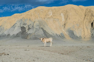 Carol Highsmith - Lone steer north of Big Bend National Park, Texas, 2014