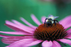 Ryan Hagerty - Bee on a Purple Coneflower (Echinacea purpurea)