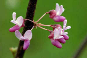 Ryan Hagerty - Eastern Redbud (Cercis canadensis)