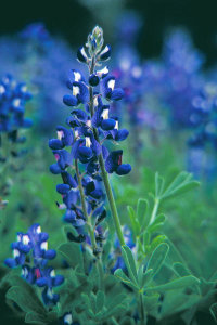 Dr. Thomas G. Barnes - Texas Bluebonnet (Lupinus texensis)