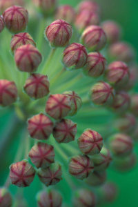 Ryan Hagerty - Milkweed buds (Asclepias syriaca)