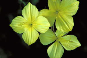 Dr. Thomas G. Barnes - Four-point Evening Primrose (Oenothera rhombipetala)