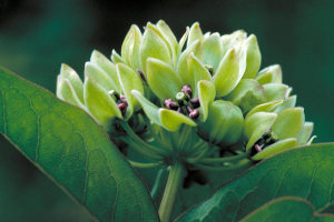 Dr. Thomas G. Barnes - Green Milkweed (Asclepias viridiflora)