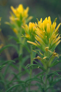 Dr. Thomas G. Barnes - Prairie Paintbrush (Castilleja purpurea)