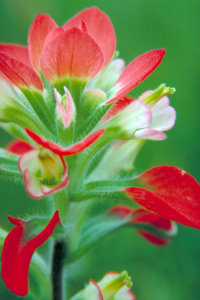 Dr. Thomas G. Barnes - Scarlet Paintbrush (Castilleja miniata)