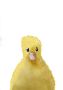 Uppsala Studio - Duck