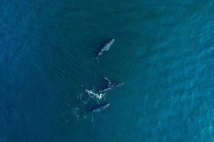 Haitham Al Farsi - Arabian Humpback Whale