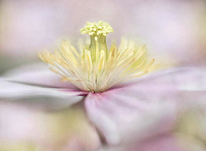 Mandy Disher - Montana