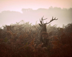 Robert Fabrowski - Longing For The Great Forest...