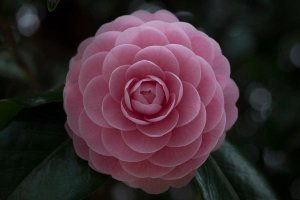 Kunito Imai - Camellia