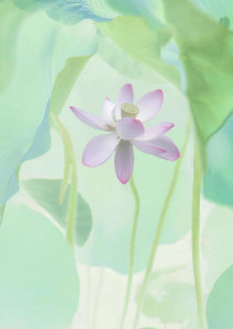 Binbin Lu - Lotus Flower
