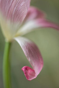 Keren Or - Pink Petal