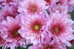 Snezana Petrovic - Pink Chrysanthemums In The Garden