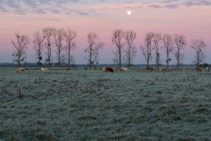 Francois Roughol - Grazing Moon