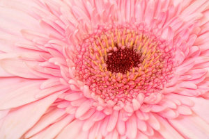 Marie-Anne Stas - Gerbera